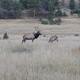 The first known sighting of the elk, in July 2019.